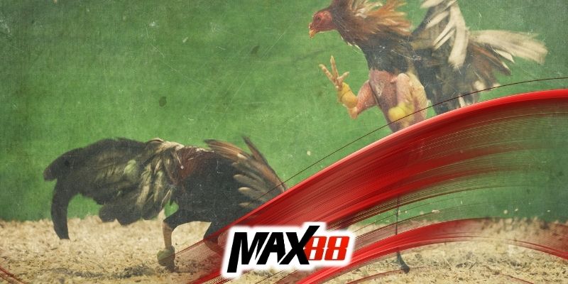 Đá gà Campuchia tại Max88 lượng truy cập khủng