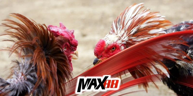 Giới thiệu bộ môn đá gà Thomo Max88