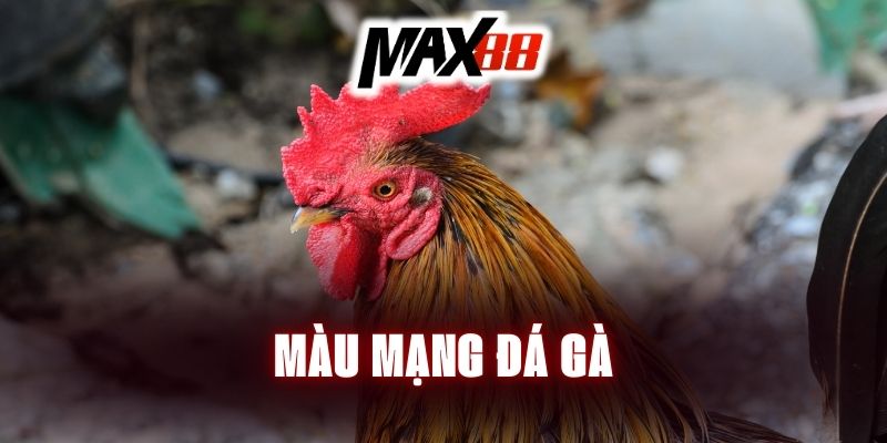 mau-mang-da-ga