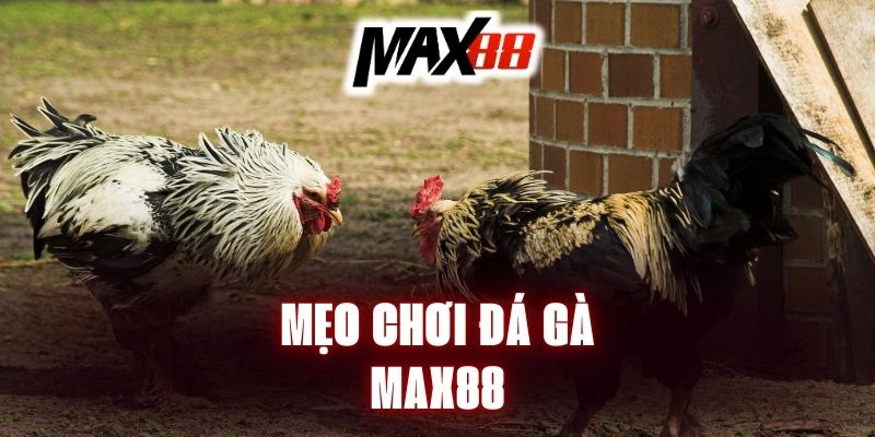 meo-choi-da-ga