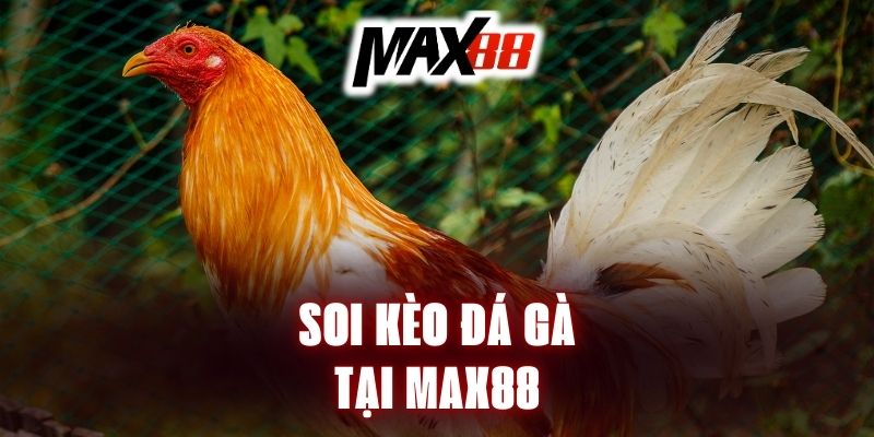 soi-keo-da-ga-max88