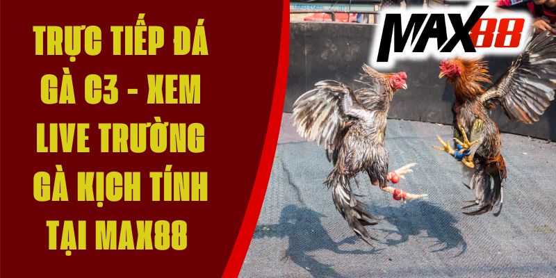 Trực Tiếp Đá Gà C3 - Xem Live Trường Gà Kịch Tính Tại Max88