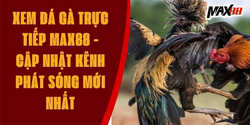 Xem Đá Gà Trực Tiếp Max88 - Cập Nhật Kênh Phát Sóng Mới Nhất